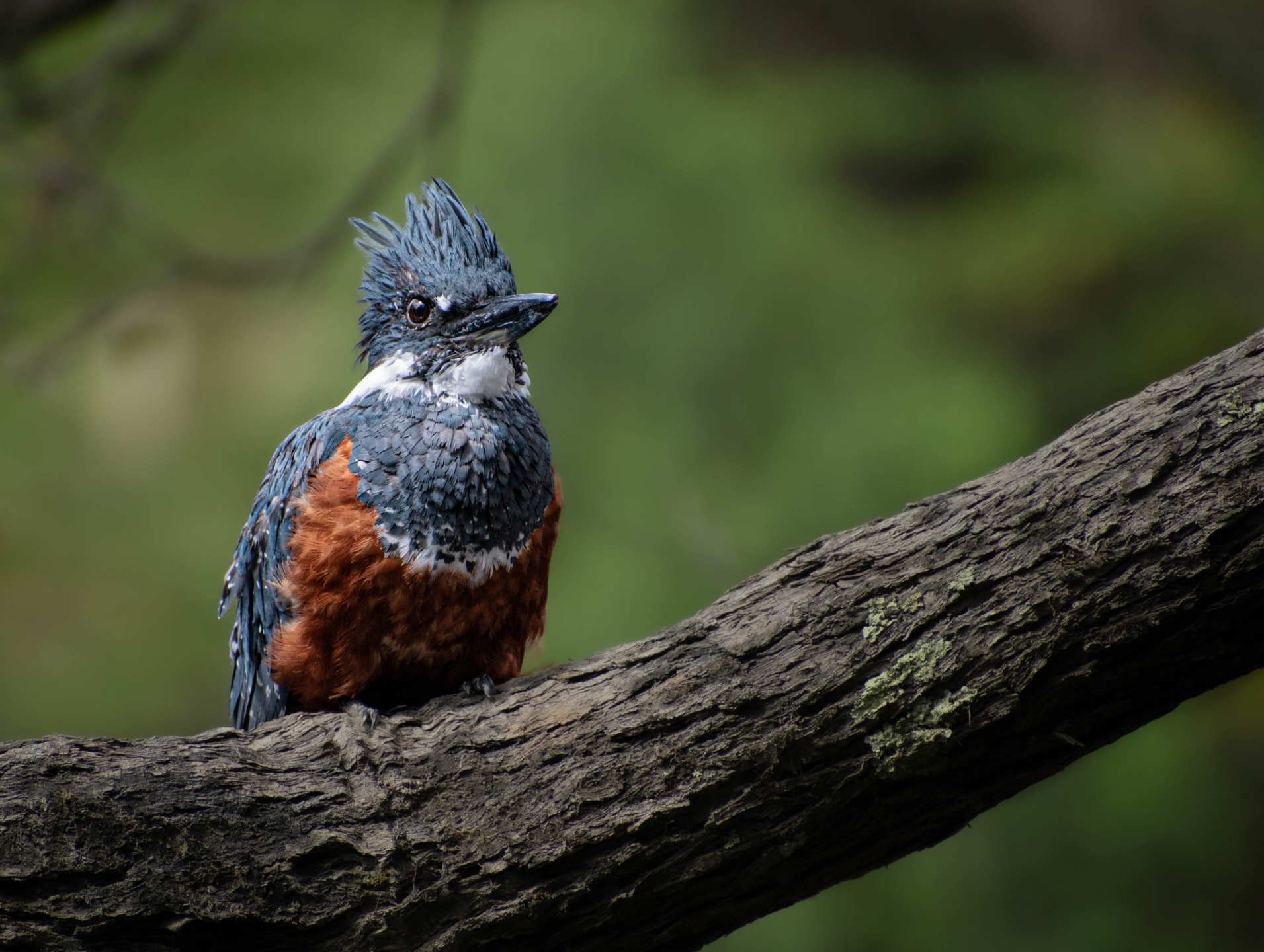 Argentina's Wildlife: A Photographer's Dream